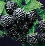 Photo Super Flavor Sweet Berries, Jewel Black Raspberry Potted Plant, best price $24.95, bestseller 2024