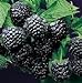 Super Flavor Sweet Berries, Jewel Black Raspberry Potted Plant new 2024