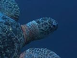 Photo The Great Barrier Reef, best price $1.99, bestseller 2024