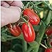 Red Grape Tomato Seeds (20+ Seeds) | Non GMO | Vegetable Fruit Herb Flower Seeds for Planting | Home Garden Greenhouse Pack new 2024