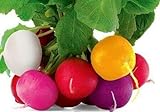 Photo Colorful Radish Seed Mix Easy to Grow Vegetable Garden Seeds for Planting About 50 Seeds, best price $6.99, bestseller 2024