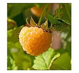 Photo 3 Anne Golden EverBearing Raspberry Plants - Large 2 Year Old Plant - Large Sweet, best price $39.95, bestseller 2024