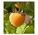 3 Anne Golden EverBearing Raspberry Plants - Large 2 Year Old Plant - Large Sweet new 2024