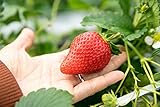 Foto Riesen Erdbeere 10 Samen (Strawberry Giant), bester Preis 1,79 €, Bestseller 2024