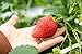 Riesen Erdbeere 10 Samen (Strawberry Giant) neu 2023