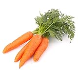 Photo 500 Scarlet Nantes Carrot Seeds for Planting - Heirloom Non-GMO USA Grown Vegetable Seeds for Planting by RDR Seeds, best price $5.79, bestseller 2024
