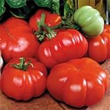 Photo Park Seed Costoluto Genovese Tomato Seeds, Pack of 30 Seeds, best price $7.95, bestseller 2024