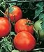 Burpee Celebrity' Hybrid | Slicing Red Tomato | Disease-Resistant, 35 Seeds new 2023