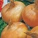 Park Seed Granex Hybrid 33 Vidalia Style Sweet Yellow Onion Seeds, Pack of 200 Seeds new 2024