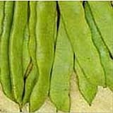 Photo Romano Pole Beans Seeds (20+ Seeds) | Non GMO | Vegetable Fruit Herb Flower Seeds for Planting | Home Garden Greenhouse Pack, best price $5.69 ($0.28 / Count), bestseller 2024