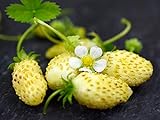 Photo NIKA SEEDS - Fruit Alpine Strawberry Yellow - 100 Seeds, best price $6.95 ($0.07 / Count), bestseller 2024