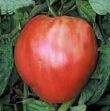 Photo 75+ Pink Oxheart Tomato Seeds- Heirloom Variety, best price $4.99, bestseller 2024