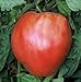 75+ Pink Oxheart Tomato Seeds- Heirloom Variety new 2024