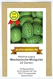 Foto Mexikanische Minigurke - Melothria scabra - sehr ertragreich - 20 Samen, bester Preis 2,65 €, Bestseller 2024