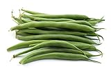 Photo Green Bean Seeds for Planting - Provider - Bush Bean - 50 Seeds - Heirloom Non-GMO Vegetable Seeds for Planting, best price $5.49 ($0.11 / Count), bestseller 2024
