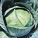 Stonehead Cabbage Seeds (20+ Seeds) | Non GMO | Vegetable Fruit Herb Flower Seeds for Planting | Home Garden Greenhouse Pack new 2024