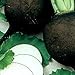 Organic Black Spanish Round Radish Seeds 5 g ~470 Seeds - Non-GMO, Open Pollinated, Heirloom, Vegetable Gardening Seeds new 2024