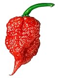 Photo Carolina Reaper Seeds - 400 Carolina Reaper Seeds for Planting - Hottest Pepper Seeds - Hottest Chili Pepper in The World - Organic, Non - GMO Carolina Reaper Plant Seeds, best price $11.99 ($0.03 / Count), bestseller 2024