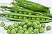 25 Cascadia Pea Seeds | Non-GMO | Heirloom | Fresh Garden Seeds new 2024