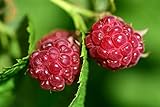 Photo Raspberry Bare Root - 2 Plants - Polana Raspberry Plant Produces Large, Firm Berries with Good Flavor - Wrapped in Coco Coir - GreenEase by ENROOT, best price $27.99, bestseller 2024