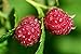 Raspberry Bare Root - 2 Plants - Polana Raspberry Plant Produces Large, Firm Berries with Good Flavor - Wrapped in Coco Coir - GreenEase by ENROOT new 2024