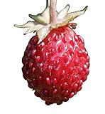 Foto Wald-Erdbeere (Fragaria vesca) 20 Samen auch Monatserdbeere genannt, bester Preis 1,49 €, Bestseller 2024
