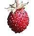 Wald-Erdbeere (Fragaria vesca) 20 Samen auch Monatserdbeere genannt neu 2023