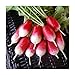 David's Garden Seeds Radish French Breakfast 1331 (Red) 200 Non-GMO, Heirloom Seeds new 2024