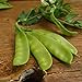 Oregon Sugar Pod II Snow Pea - 50 Seeds - Heirloom & Open-Pollinated Variety, Easy-to-Grow & Cold-Tolerant, Non-GMO Vegetable Seeds for Planting Outdoors in The Home Garden, Thresh Seed Company new 2024