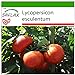 SAFLAX - Tomate - Rosa de Berne - 10 semillas - Con sustrato estéril para cultivo - Lycopersicon esculentum nuevo 2024