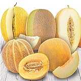 Photo NIKA SEEDS - Friut Cantaloupe Sweet Big Five Mix - 10-20 Seeds, best price $5.95, bestseller 2024