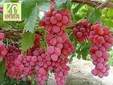 Foto RWS Semillas en vivo - las uvas Red Globe dulce gigante Live 10 semillas, mejor precio 3,99 €, éxito de ventas 2024