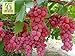 RWS Semillas en vivo - las uvas Red Globe dulce gigante Live 10 semillas nuevo 2024