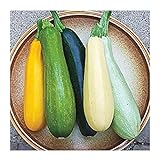 Photo David's Garden Seeds Zucchini Summer Melody 9112 (Multi) 50 Non-GMO, Heirloom Seeds, best price $3.45, bestseller 2024