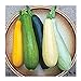 David's Garden Seeds Zucchini Summer Melody 9112 (Multi) 50 Non-GMO, Heirloom Seeds new 2024
