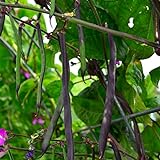 Photo Purple Podded Pole Bean - 25 Seeds - Heirloom & Open-Pollinated Variety, USA-Grown, Non-GMO Vegetable Snap/Green Bean Seeds for Planting Outdoors in The Home Garden, Thresh Seed Company, best price $7.99 ($0.32 / Count), bestseller 2024