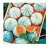 Photo David's Garden Seeds Fruit Melon Savor (Orange) 25 Non-GMO, Hybrid Seeds, best price $3.45, bestseller 2024