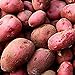 0pcs Graines de pommes de terre Haute taux de germination Facile à développer des légumes nutritifs et savoureux pour le jardin de la ferme de jardin en croissance pour l'agriculture à la mai Gra nouveau 2024