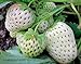 2000+ Perpetual Strawberry Seeds for Planting - White new 2024