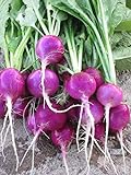 Photo Purple Plum Radish Seeds, 150 Heirloom Seeds Per Packet, Non GMO Seeds, best price $5.99 ($0.04 / Count), bestseller 2024