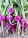 Purple Plum Radish Seeds, 150 Heirloom Seeds Per Packet, Non GMO Seeds new 2024