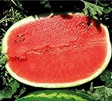 Foto Melone - Wassermelone Calsweet - Gewicht: 10-15kg - 10 Samen, bester Preis 1,80 €, Bestseller 2024