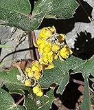 Photo 100pcs Seeds of Mahonia repens, Creeping Oregon Grape, Creeping Barberry, best price $9.98 ($0.10 / Count), bestseller 2024