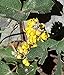 100pcs Seeds of Mahonia repens, Creeping Oregon Grape, Creeping Barberry new 2024