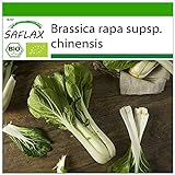 Foto SAFLAX - Ecológico - Col de mostaza china - Pak Choi - 300 semillas - Brassica rapa, mejor precio 3,95 €, éxito de ventas 2024