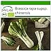 SAFLAX - Ecológico - Col de mostaza china - Pak Choi - 300 semillas - Brassica rapa nuevo 2024