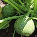 Samen für ca. 10 Pflanzen Tondo Chiara di Nizza Zucchini - runde Früchte, vielseitig verwendbar neu 2024