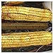 Everwilde Farms - 1/4 Lb Reid's Yellow Dent Open Pollinated Corn Seeds - Gold Vault new 2024