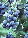 Photo Pixies Gardens Tifblue Blueberry Bush - One of The Oldest Blueberry Cultivars Still Being Planted and Considered One of The Best. Good Pollinator (2 Gallon Potted), best price $69.99, bestseller 2024