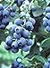 Pixies Gardens Tifblue Blueberry Bush - One of The Oldest Blueberry Cultivars Still Being Planted and Considered One of The Best. Good Pollinator (2 Gallon Potted) new 2024